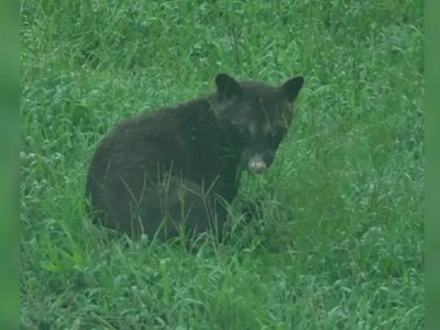 ¿Oso o mapache? el misterioso animal que ha desconcertado a los expertos