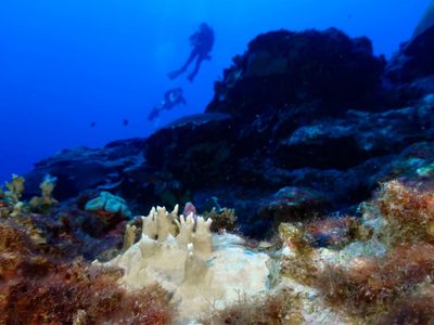El 84% de los arrecifes de coral del mundo están afectados por el peor blanqueamiento de la historia