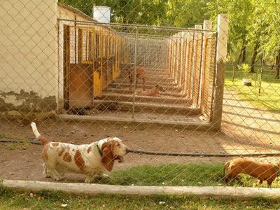 El conductor Leo Montero criticó a Di Tella por la guardería de perros de la ciudad