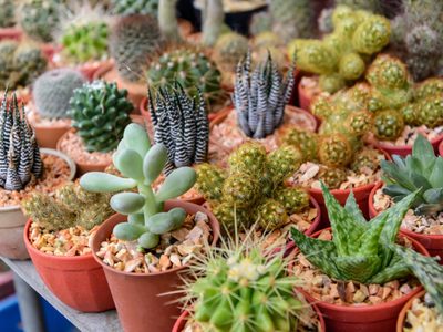 Claves para diferenciar los cuidados de los cactus y las suculentas