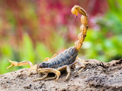 No sufras más: la forma efectiva y natural para ahuyentar a los alacranes de tu casa de una vez por todas