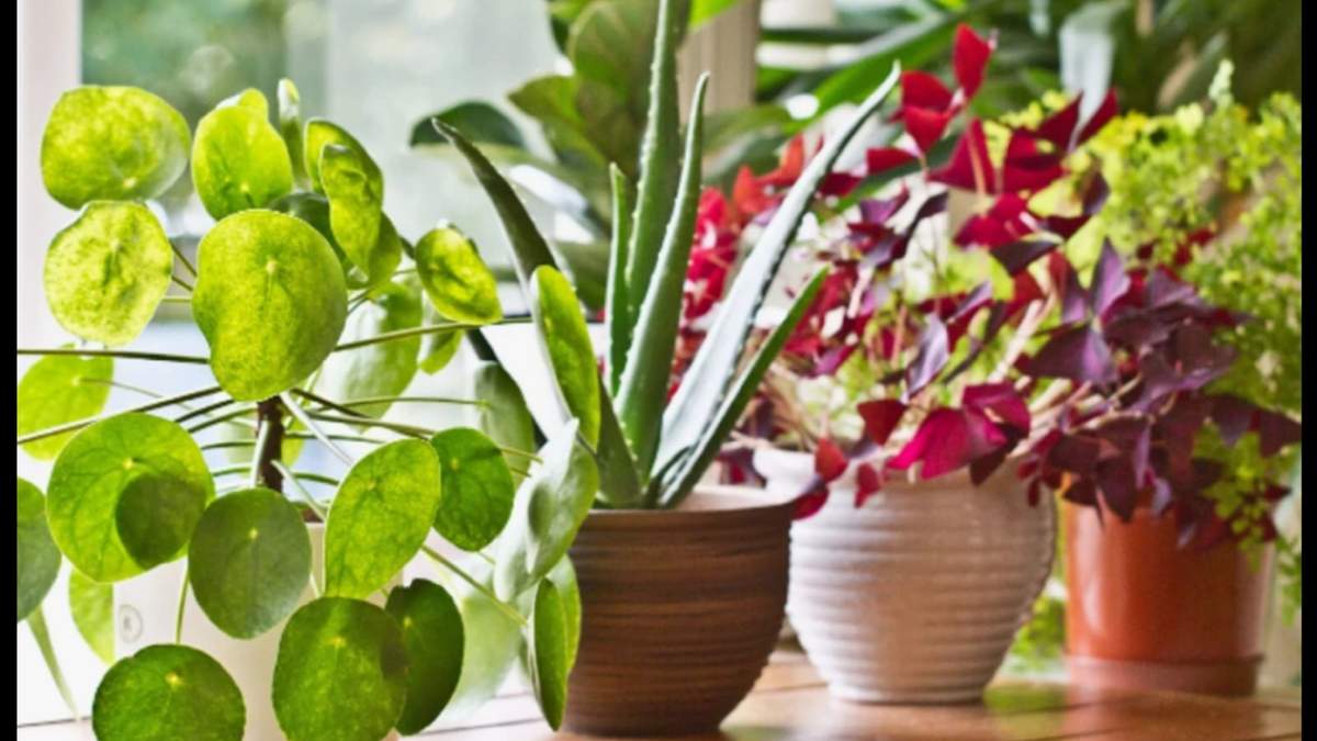 Las plantas que crecen en agua son la opción ideal para quienes buscan incorporar naturaleza sin complicaciones. Fuente: (Instagram)
