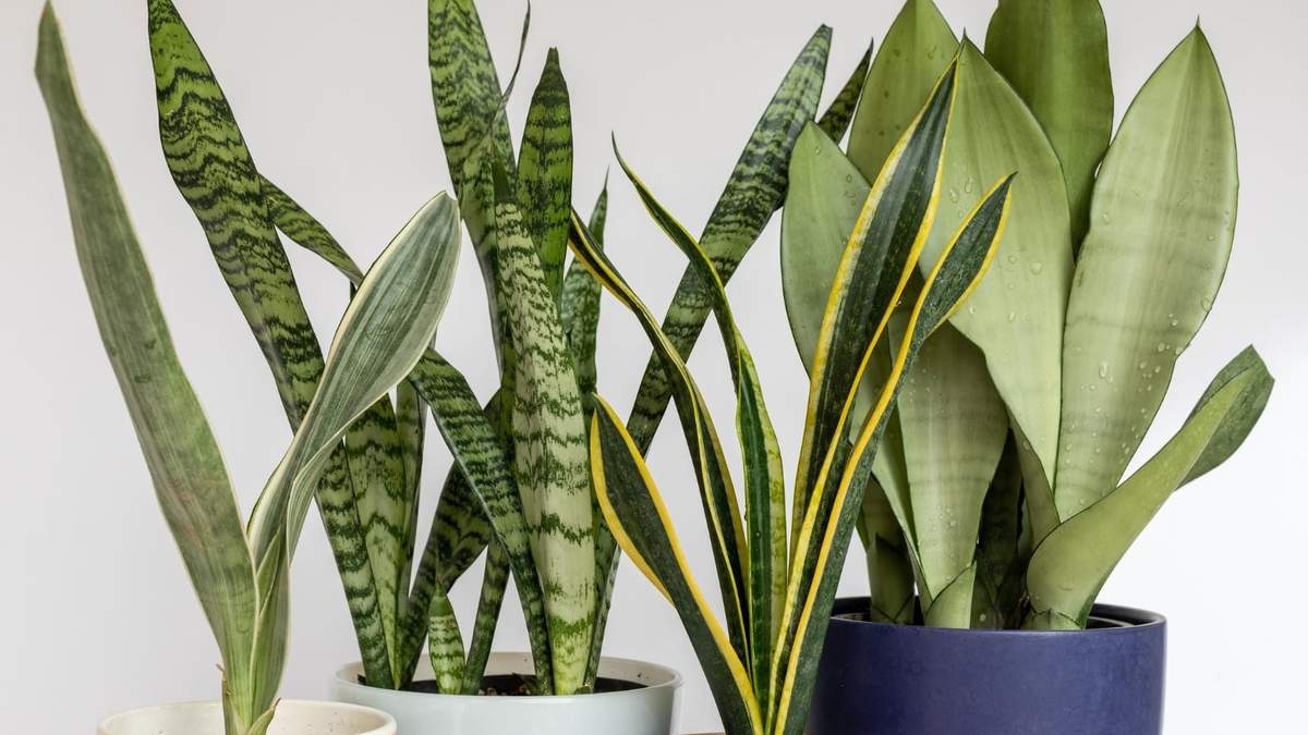 Plantas. Fuente: (Instagram)