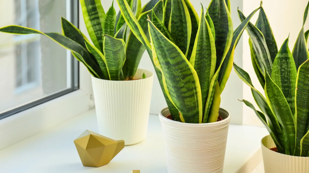 Plantas. Fuente: (Instagram)