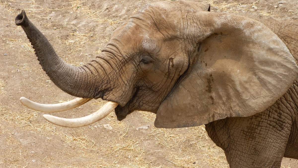 La elefanta africana "Gipsy"