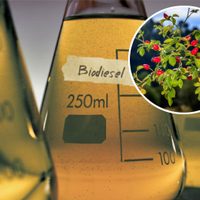 Estudian usar rosa mosqueta para la producción de biocombustibles