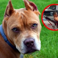 Hombre es atacado por sus pitbull; vecinos denuncian criadero y peleas clandestinas