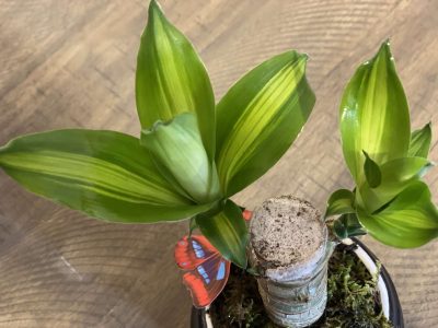 La planta de interior que tenés que tener si querés atraer la felicidad a tu hogar y a tu vida