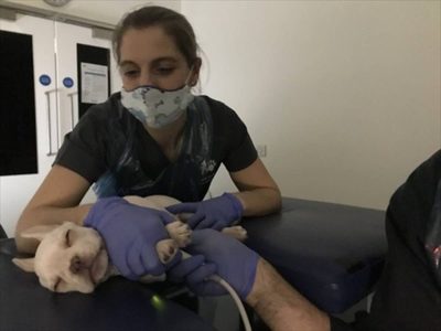 Perros y gatos pueden infectarse de la variante Alfa de Covid-19 y sufrir problemas cardíacos