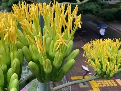 Florecimiento de agave en parque de Tokio emociona a residentes y turistas