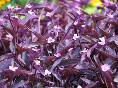 La planta que nunca muere: de exótico color, con diminutas y elegantes flores y que es ideal para canteros