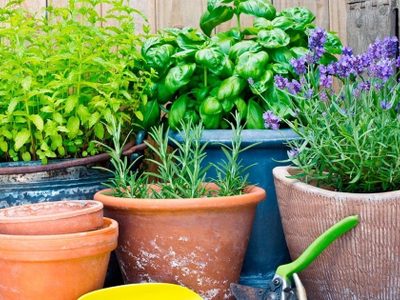 5 plantas con flores que atraen la fortuna y son perfectas para regalar