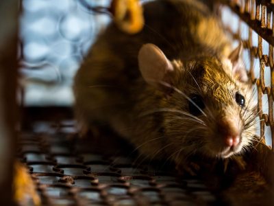 “Esto es una pesadilla”: Australia inundada por una plaga de ratas y ratones