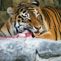 Zoológico pide donar mascotas pequeñas como alimento para depredadores