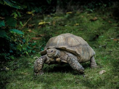 Una tortuga recorre 1.500 km y vuelve al patio de su infancia