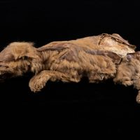 Una cachorra de lobo de la Edad de Hielo hallada intacta: no se alimentaba de lo que se creía