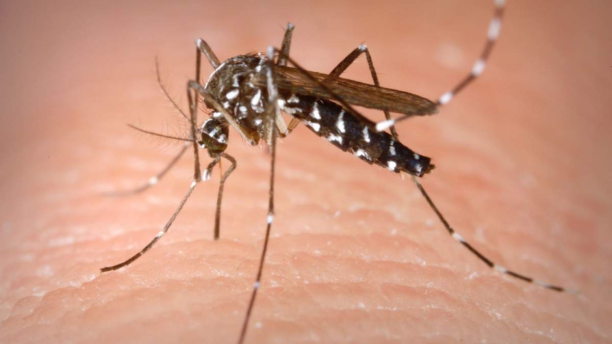 Dengue. Fuente: (Twitter)