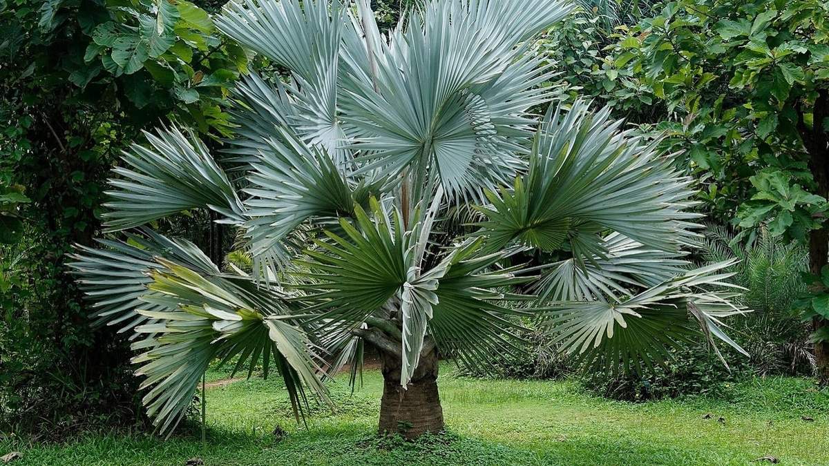 Palmera. Fuente: (Instagram)