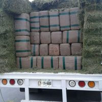 Aseguran en Nuevo León 1.8 toneladas de mariguana escondida en alfalfa
