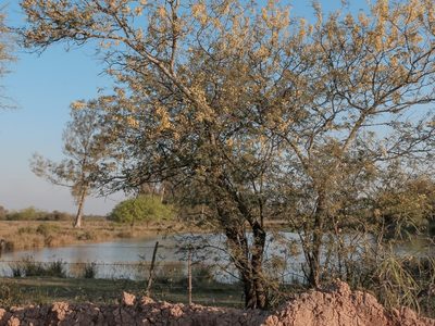 El árbol nativo que da unas flores amarillas como pompones, con un aroma dulce y que no necesita cuidados
