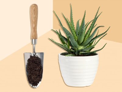 Descubrí por qué deberías plantar el aloe vera en una banana