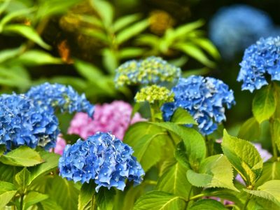 Cambiá el color de tus Hortensias con un simple truco y sin usar químicos
