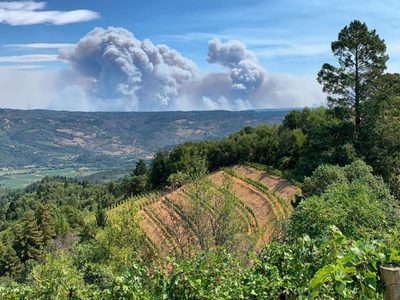 La vitivinicultura del Valle de Napa sufre graves pérdidas