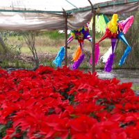 Brugada da banderazo a venta de flor de Nochebuena en CDMX
