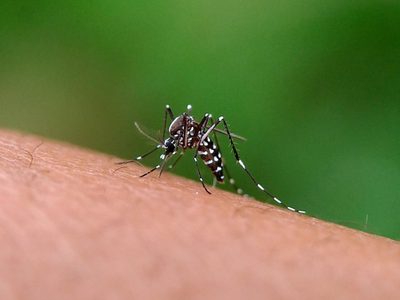 Basta de mosquitos: sin químicos, la fórmula que los ahuyenta de una vez y para siempre