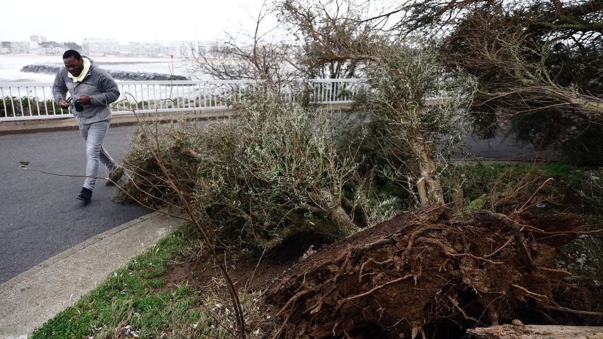 Un hombre camina al lado de un árbol tumbado en medio de las tormentas en Pornichet, Bretaña, Francia