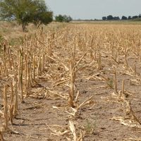 Debido a la sequía, declararon la emergencia agropecuaria en Santa Fe