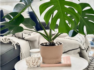 El tip de los jardineros para cuidar tu Monstera o Costilla de Adán y que siempre se conserve rozagante y bien verde