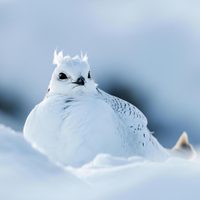 No es el colibrí: el ave que cambia de color y se esconde entre la nieve