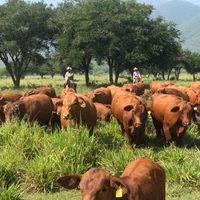 Apuesta Tamaulipas a la ganadería con inversión millonaria