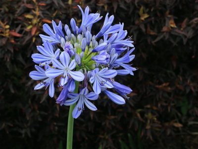 La planta más vendida de esta temporada y cuyas hermosas flores le dan un toque distinguido a tu jardín