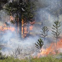 El Gobierno de Neuquén señaló que los incendios de Aluminé arrasaron con casi 8 mil hectáreas
