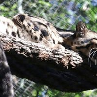 Una pantera nublada se fugó de un zoológico en Dallas y fue encontrada a las pocas horas