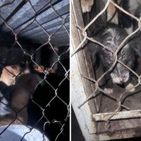 Descubren fosa clandestina de perros en Zumpango; ya fueron rescatados (Videos)