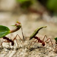 3 trucos claves para evitar que las hormigas se coman tus plantas y con cosas muy fáciles de conseguir