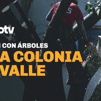 Proceso TV - Arrasan con árboles en la Del Valle