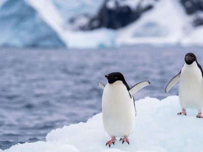 Gripe aviar H5N1 se expande en la Antártida y científicos confirman mortalidad en fauna nativa