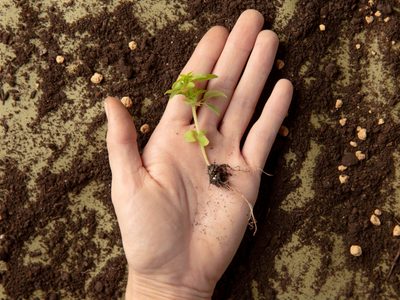El truco para germinar semillas mucho más rápido