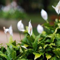La bella y poderosa planta que purifica el aire y trae paz y armonía a tu hogar