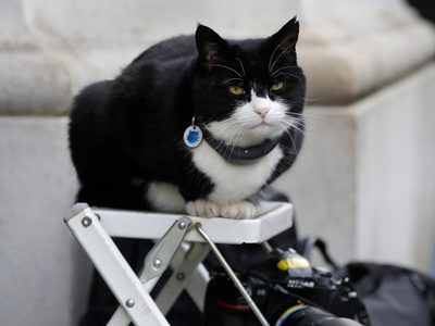 El diplomático felino de Reino Unido tiene un trabajo nuevo y “purr-fecto”
