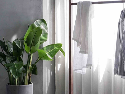 Conocé las plantas que toleran el vapor y la humedad y tienen las flores más hermosas