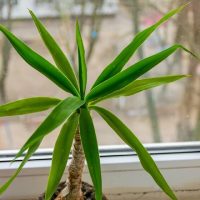 La planta de exótico tronco que, según el Feng Shui, atrae la fortuna y la abundancia