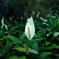La más buscada: la planta tendencia en decoración que aporta elegancia y purifica tu hogar al mismo tiempo