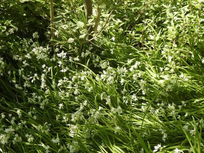 No es maleza: la planta con flor divina que esconde muchísimos beneficios para tu salud