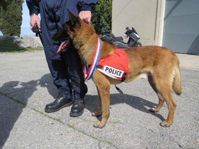 Así entrenó Francia a sus perros para detectar pacientes con coronavirus