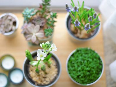 La planta de crecimiento lento que sobrevive sin muchos cuidados y casi no tenés que regar